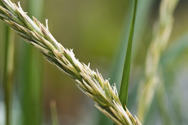 Elymus grass is characterized by its tiny branches and long leaves