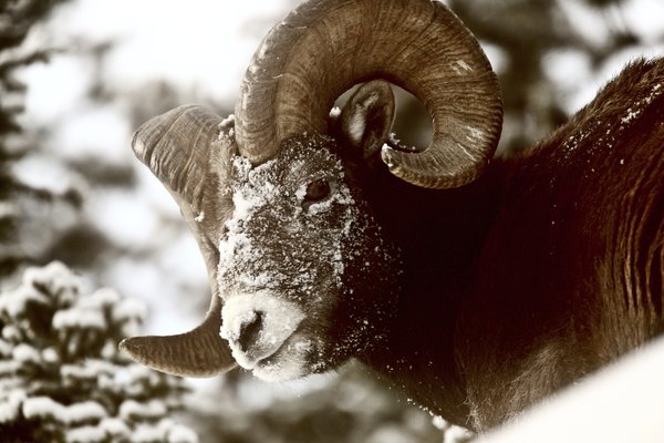 Like humans, bighorn sheep are sometimes killed in avalanches.