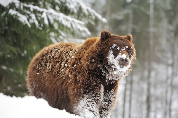 Brown bear in Alaska.