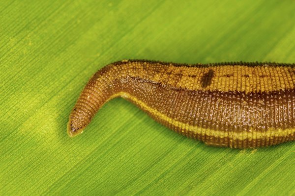 Leech on leaf