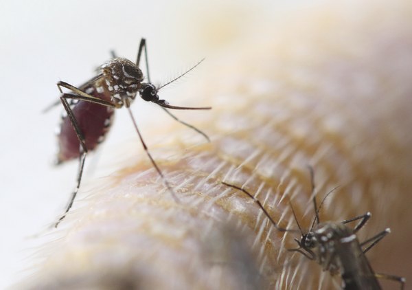 Aumento dos casos de dengue no país