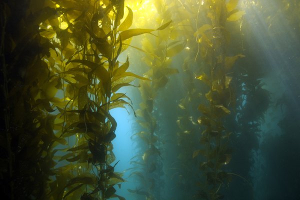 Kelp forest off the coase of Catalina Island