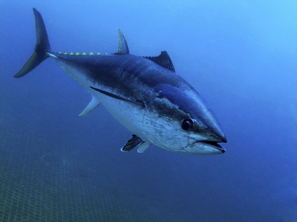 Tuna are big, active, warm-blooded pelagic fish.