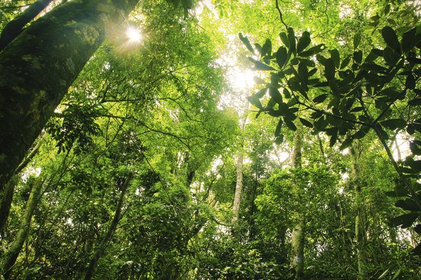 Many nonprofit groups are working to reduce customer demand for items from the rainforest.