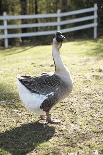 canada goose feather refill canada goose feather refill
