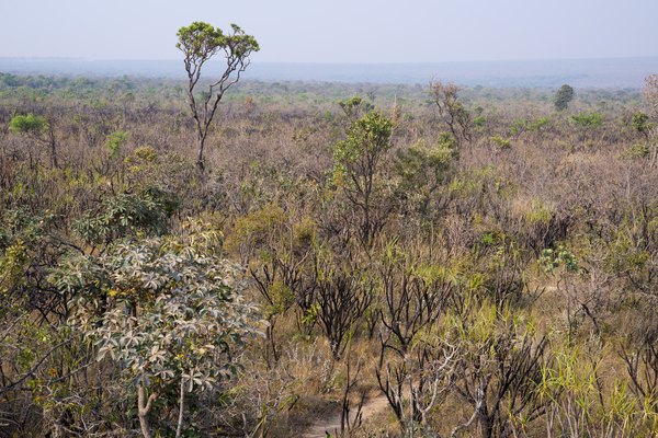 Old, heavily weathered soils often support tropical savannas in Brazil.