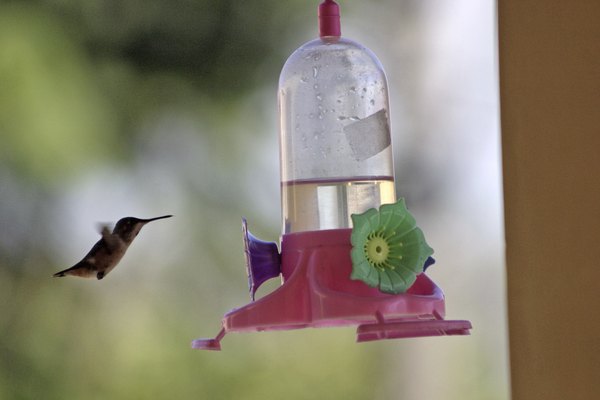 Feeders are good to attract hummingbirds