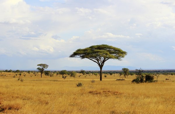 Savannas are the characteristic grassland of Africa.