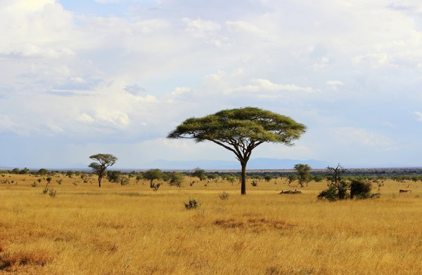 Characteristics Of Grassland Biomes