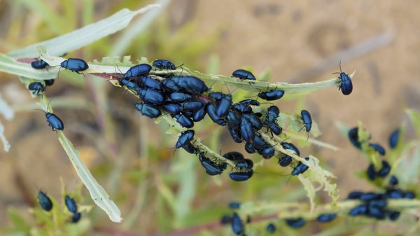 Many black flea beetles on plant