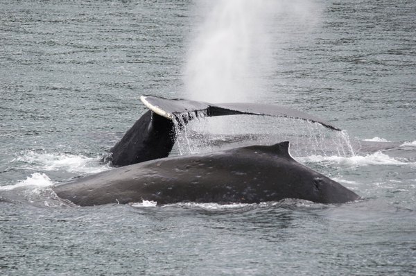 Humpback whales will cross entire ocean basins in migration.