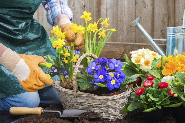 Can You Plant Primroses Outside? | Home Guides | SF Gate