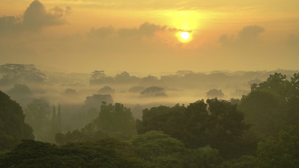 The emergent layer is exposed to the hot sun.