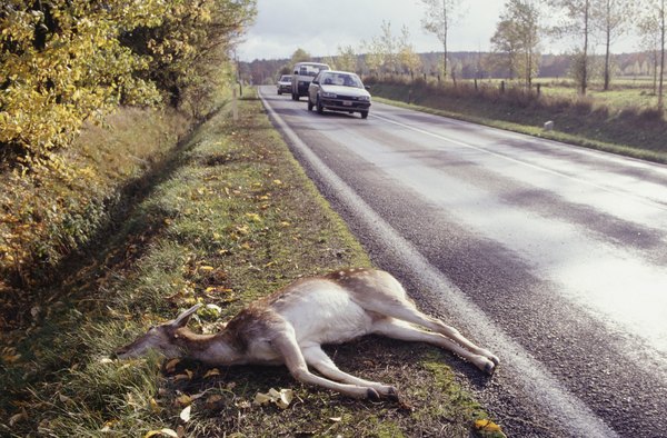 Esse trabalho é de suma importância porque, em alguns casos, acidentes podem ser causados por causa de animais mortos nas rodovias