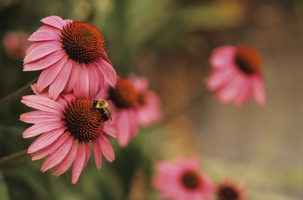 Bees pollinate flowers.