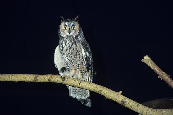 Photo Credit: Tom Brakefield/Stockbyte/Getty Images The long-eared owl makes its home in nests abandoned by squirrels or other birds.