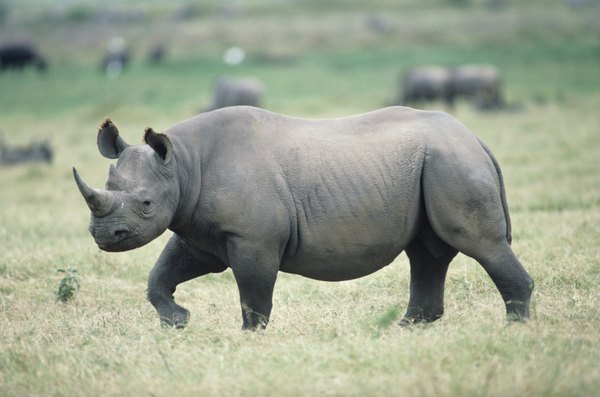 Black Rhinoceros Vs. White Rhinoceros | Animals - mom.me