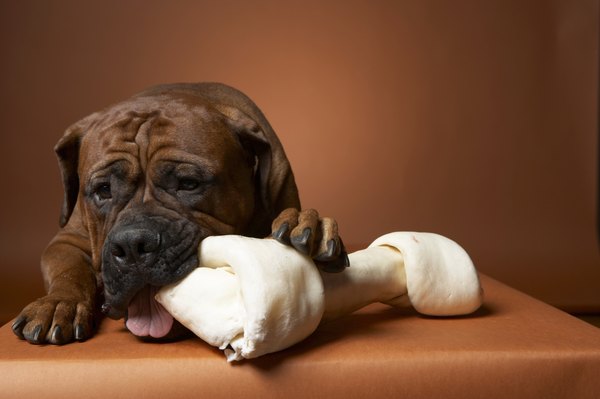 Resultado de imagen para boxer dog, bone toy