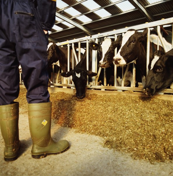 Decomposed cow manure is a source for the production of methane.