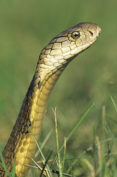 A King Cobra's Features | Animals - mom.me