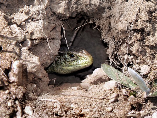 A lizard looks outside the entrance of a burrow.