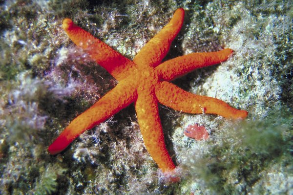 Starfish have a water vascular system.