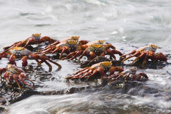 Water crabs can live deep in the ocean.