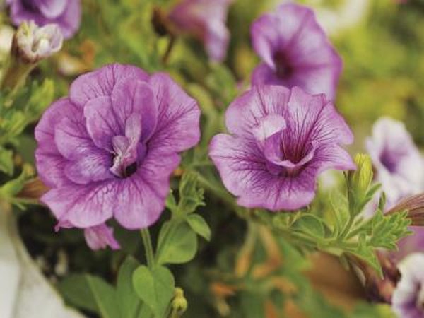 How To Harvest Double Petunia Seeds Home Guides Sf Gate