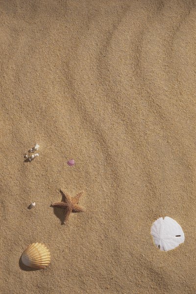 Sand Dollars on the Beach and in the Water - Bay Nature