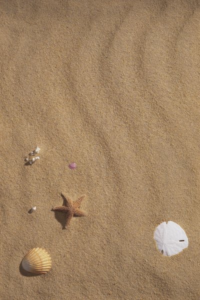 How to Find Sand Dollars