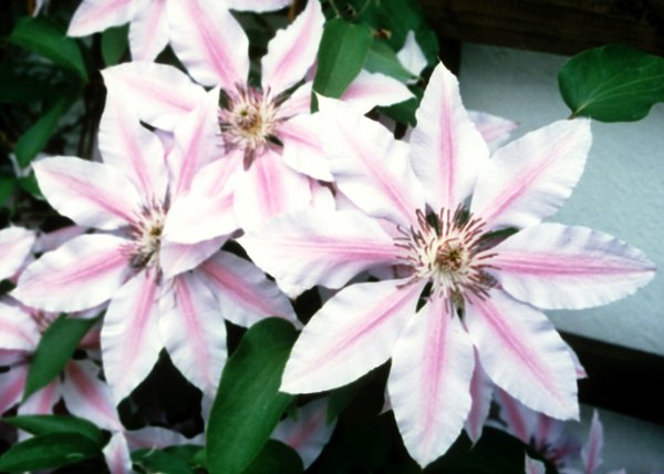 Image result for Shade Flower