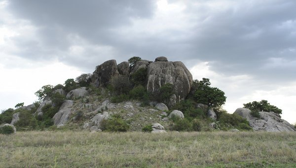 With their thicker vegetation, kopjes resemble oases.