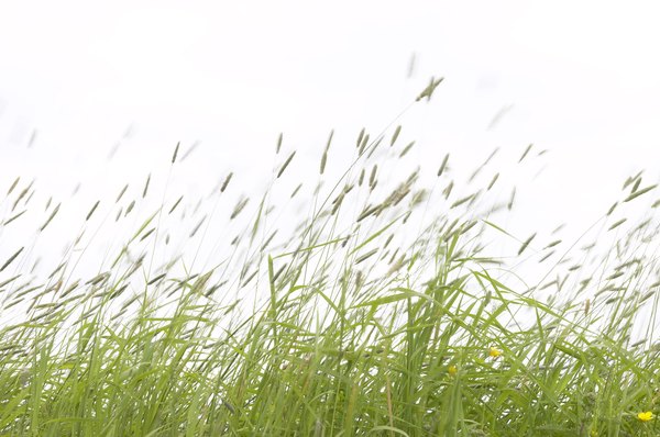 Tall grass blows in the wind.