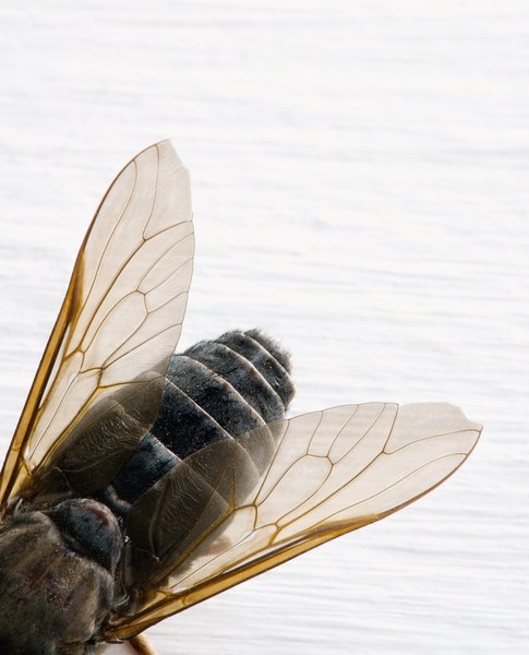 Dragonflies eat horseflies that spread disease.