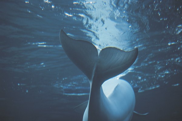 Beluga whale at the New York Aquarium