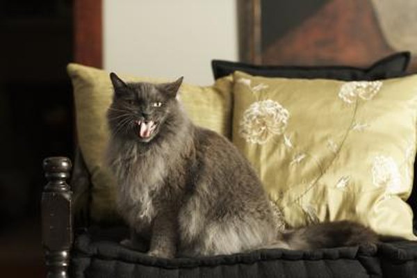 What Does Howling Mean For Cats Pets what-does-howling-mean-for-cats-pets