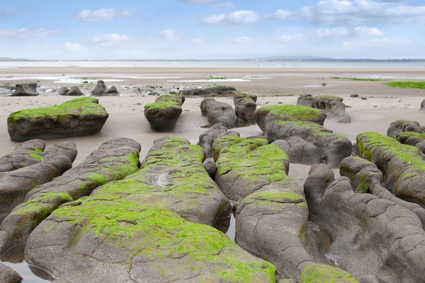 Moss growing on mud and clay beds on a beach.