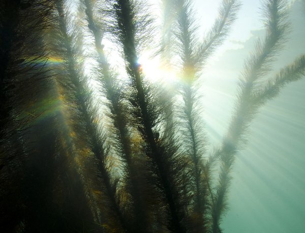 Research is being conducted into different uses of kelp.