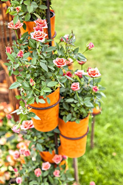 Um jardim perfumado acalma a alma