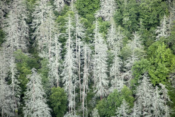 Many non-native diseases and pests have infiltrated temperate forests in the U.S.