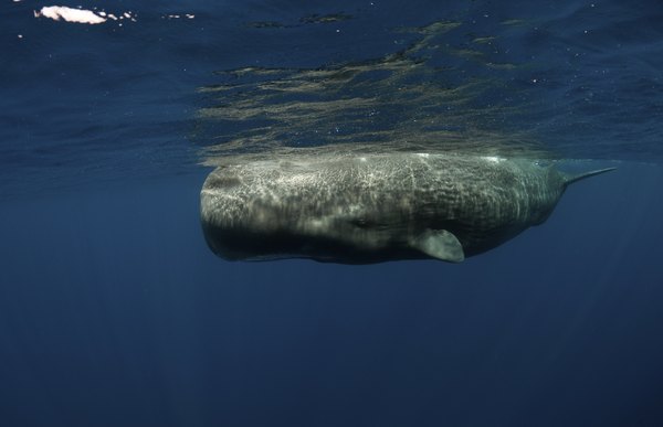 Sperm whale