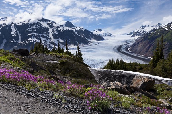 Few plants grow in Alaska's cold climate.