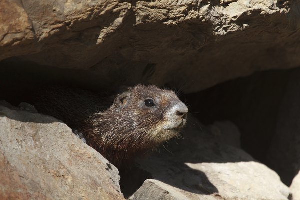 A marmot peeking out from the shadow of a rock.