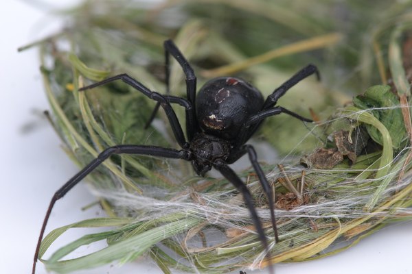 Black widow spiders prefer to live in undisturbed places.