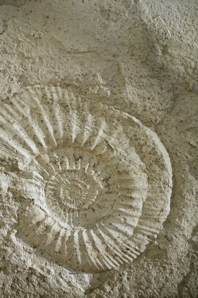 The Three Main Types of Fossils | Sciencing