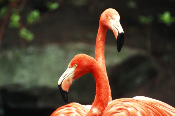 How Do Flamingos Greet Each Other? | Animals - mom.me