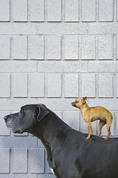 Escolher um cachorro não é um processo assim tão simples