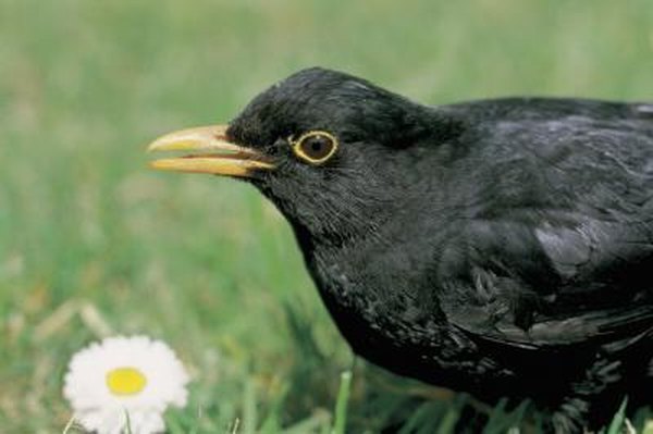 How To Keep Blackbirds Away From A Yard Home Guides Sf Gate