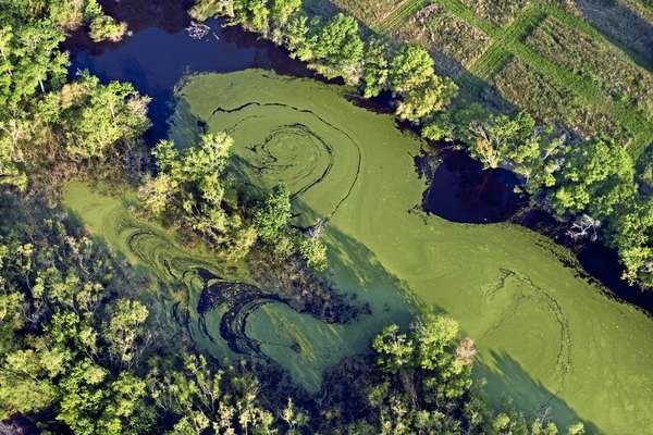 Elevated nutirent levels in wastewater can cause algae blooms.