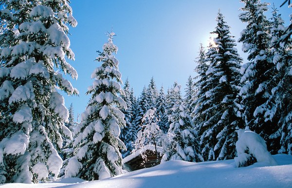 A snow covered forest.